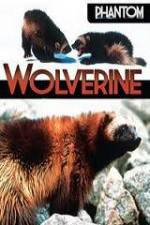 Watch National Geographic Phantom Wolverine Putlocker