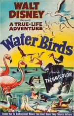 Watch Water Birds (Short 1952) Putlocker