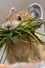 Watch Summer: Earth\'s Seasonal Secrets Putlocker