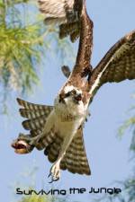 Watch National Geographic: Wild Surviving The Jungle Putlocker