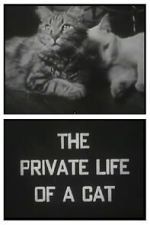 Watch The Private Life of a Cat (Short 1946) Putlocker