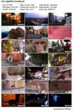 Watch National Geographic Monkey Thieves: Heroes - Villains Putlocker