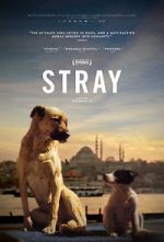 Watch Stray Putlocker