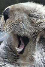 Watch Sea Otters - A Million Dollar Baby Putlocker