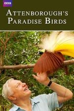 Watch Attenborough's Paradise Birds Putlocker