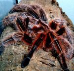 Watch Spidermania (TV Special 2002) Putlocker