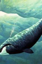 Watch Nature Fellowship of the Whales Putlocker