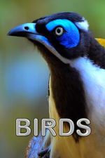 Watch Birds (Short 2021) Putlocker