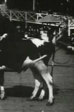 Watch Rube and Mandy at Coney Island Putlocker