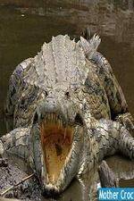 Watch National Geographic Mother Croc Putlocker