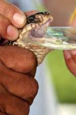 Watch History Channel Evolve: Venom Putlocker