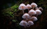 Watch Fungi: The Web of Life Putlocker