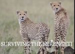 Watch Surviving the Serengeti Putlocker