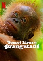 Watch Secret Lives of Orangutans Putlocker