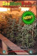 Watch SeeMoreBuds: Vol. 3 Putlocker