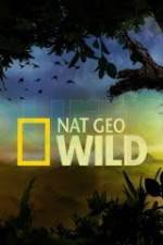 Watch Wild Tiger Queen Putlocker