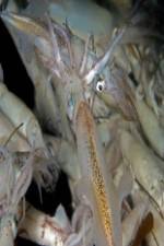 Watch Squids: Love And Death In One Night Putlocker