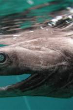 Watch Dinoshark Putlocker