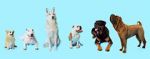 Watch How Dogs Got Their Shapes Putlocker