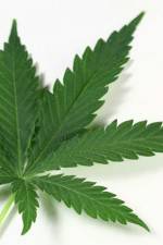 Watch Weed Putlocker