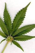 Watch Aphrodisiac! The Sexual Secret Of Marijuana Putlocker