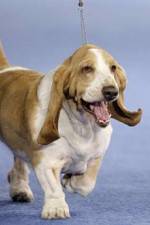 Watch Pedigree Dogs Exposed Putlocker