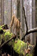 Watch National Geographic Wild Balkans Putlocker