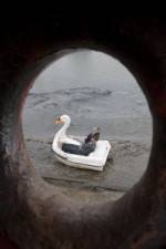 Watch Swandown Putlocker