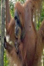 Watch Refugees Of The Lost Rainforest Putlocker